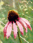 Echinacea s0069-v4